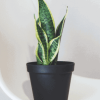 Snake Plant - Image 2